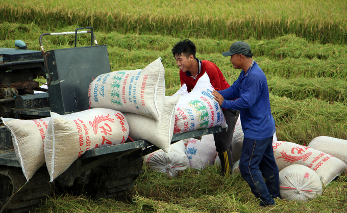 Nước Brazil là điểm trồng nhiều lúa gạo xuất khẩu gạo rộng lớn bên trên thế giới